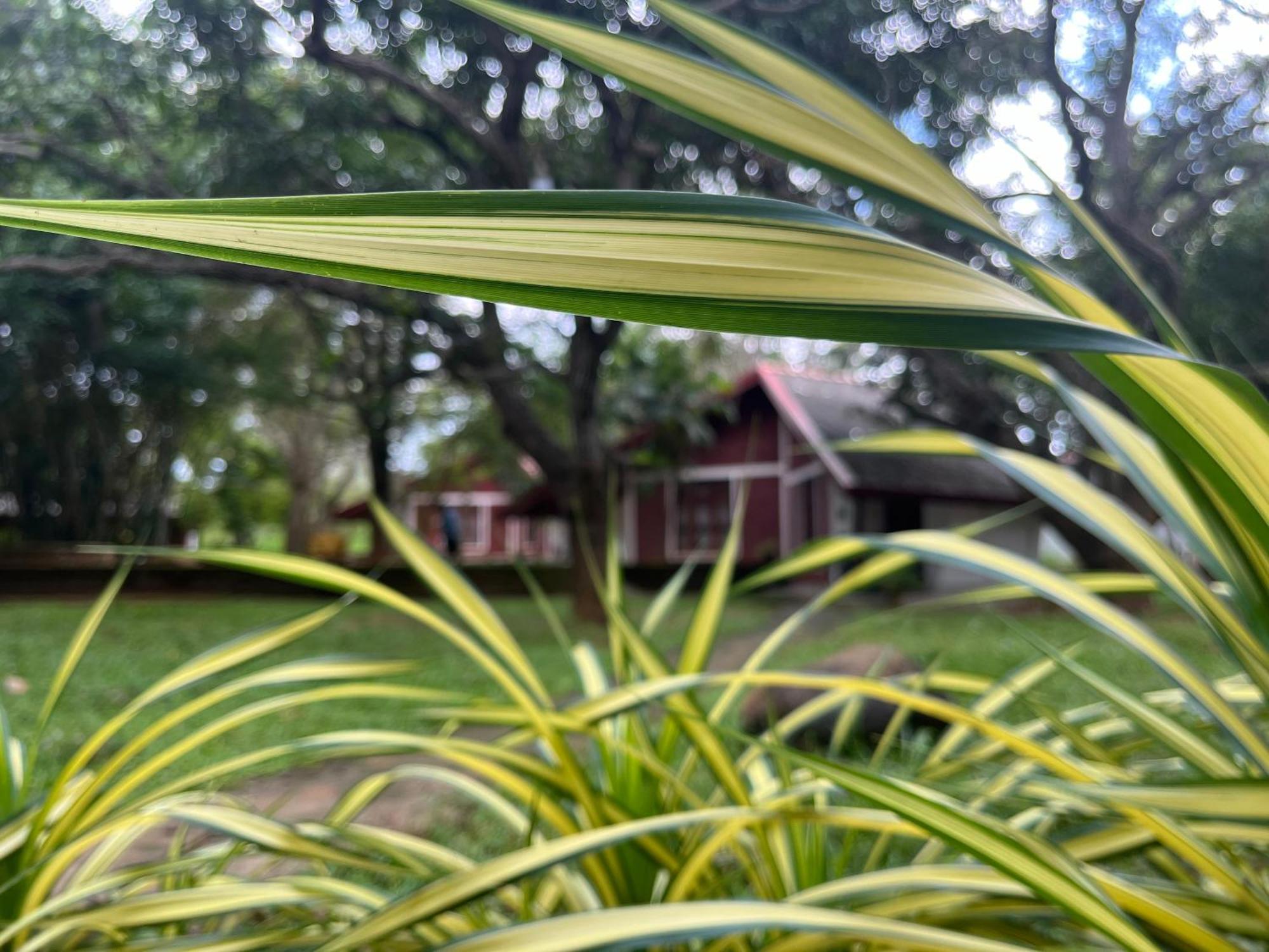 Royal Green Garden - Puttalam Eksteriør billede